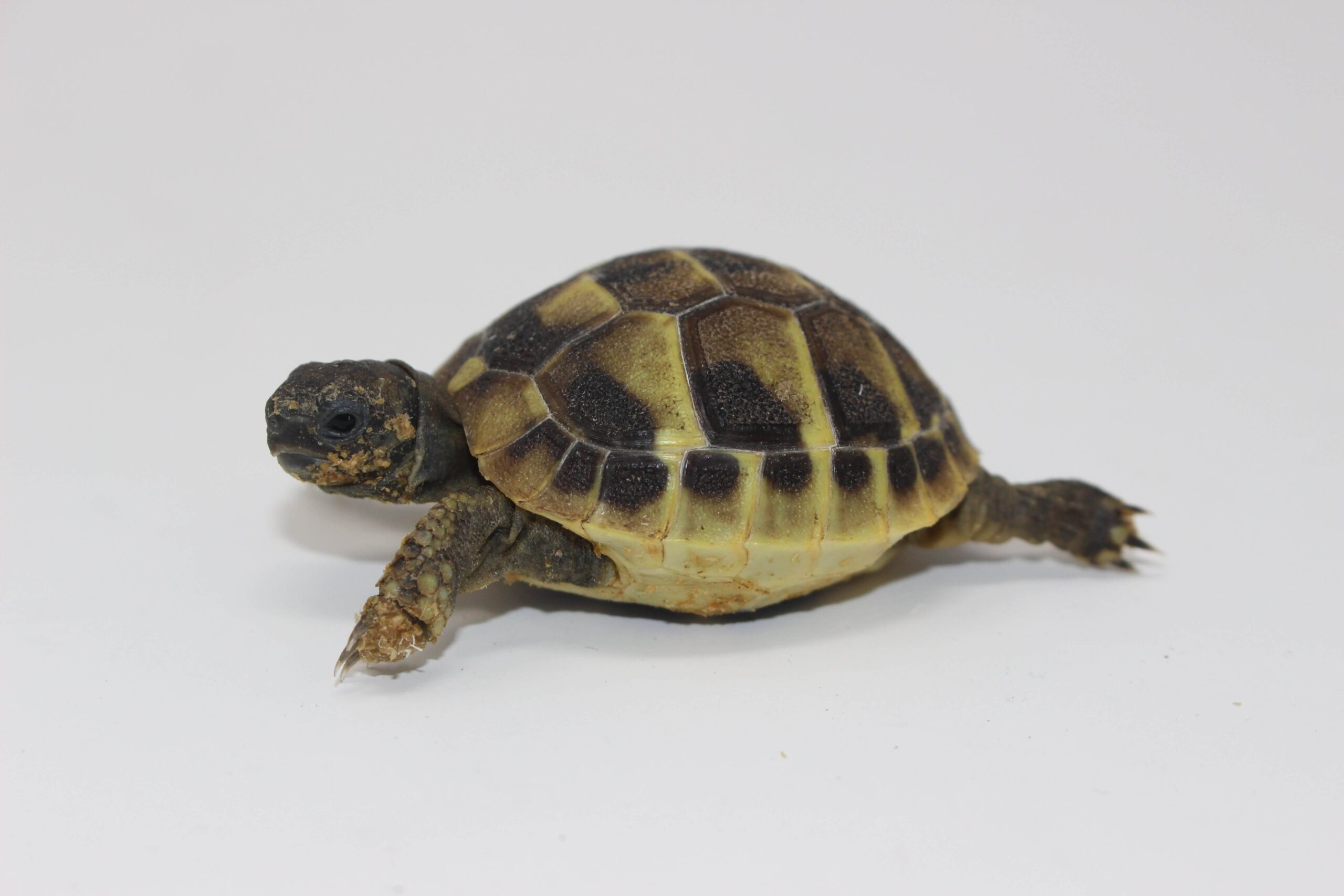 Hermann’s Tortoise Baby - Image 3