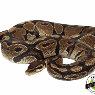 100% het Albino Ball Python Adult