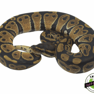 Het Albino Ball Python