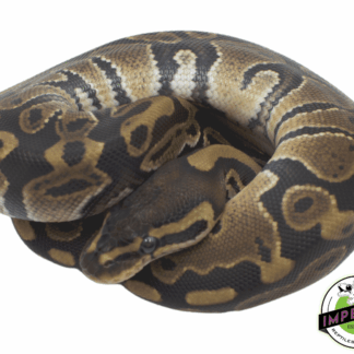 Het. Albino Pied Ball Python