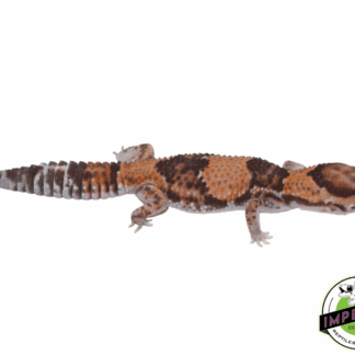Ph Amel Patternless African Fat Tail Gecko