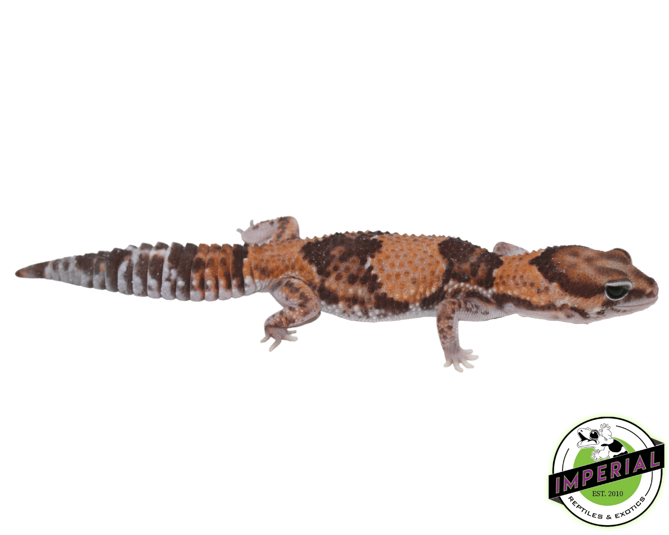 Ph Amel Patternless African Fat Tail Gecko