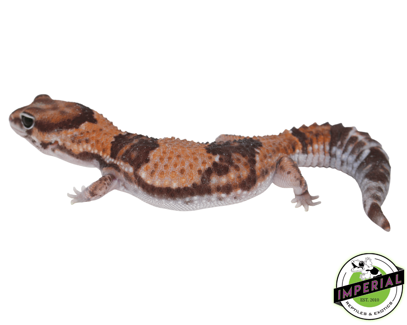 Ph Amel Patternless African Fat Tail Gecko - Image 2