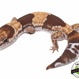 DBL Het Caramel Oreo African Fat Tail Gecko