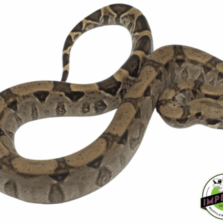 Het. Kahl Albino Boa