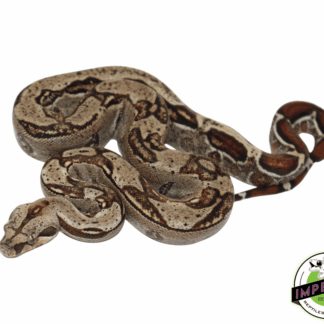 100% het. Leopard Colombian Boa