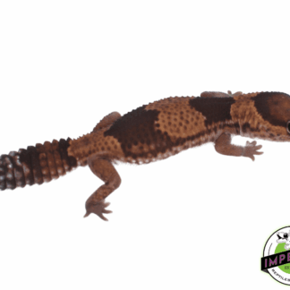 Het Patty African Fat Tail Gecko