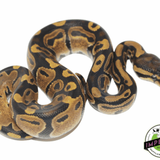Het Pied Ball Python