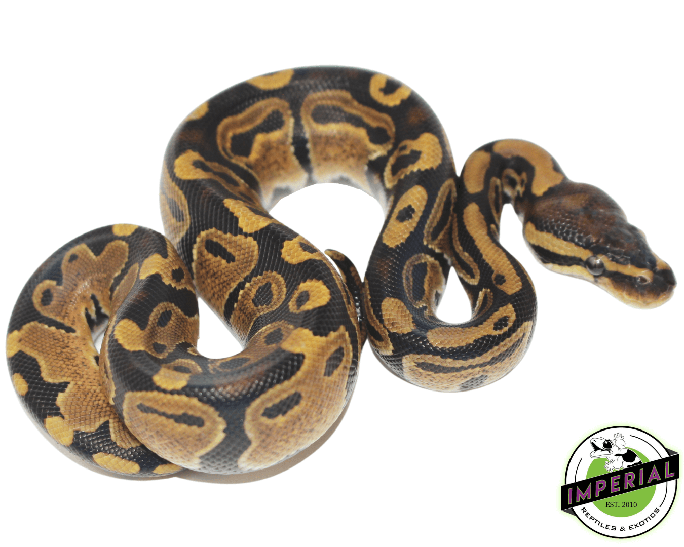 Het Pied Ball Python