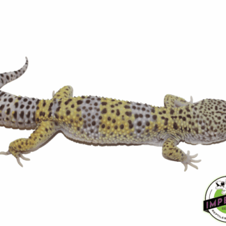 100% Het. Rainwater Leopard Gecko Adult