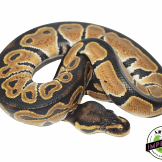 HRA Ball Python