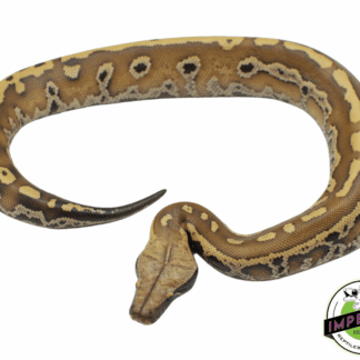 Het. T Negative Albino Blood Python