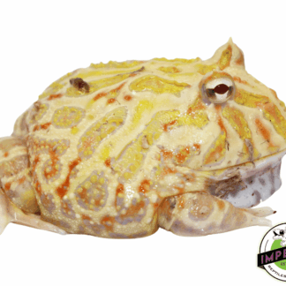 "Het. White Mutant" Pacman Frog