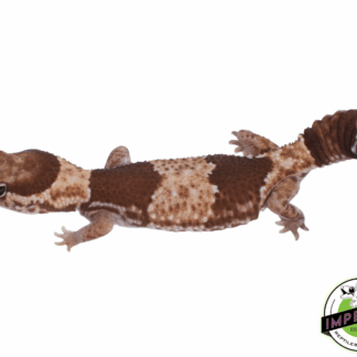 66% Het Zulu African Fat Tail Gecko