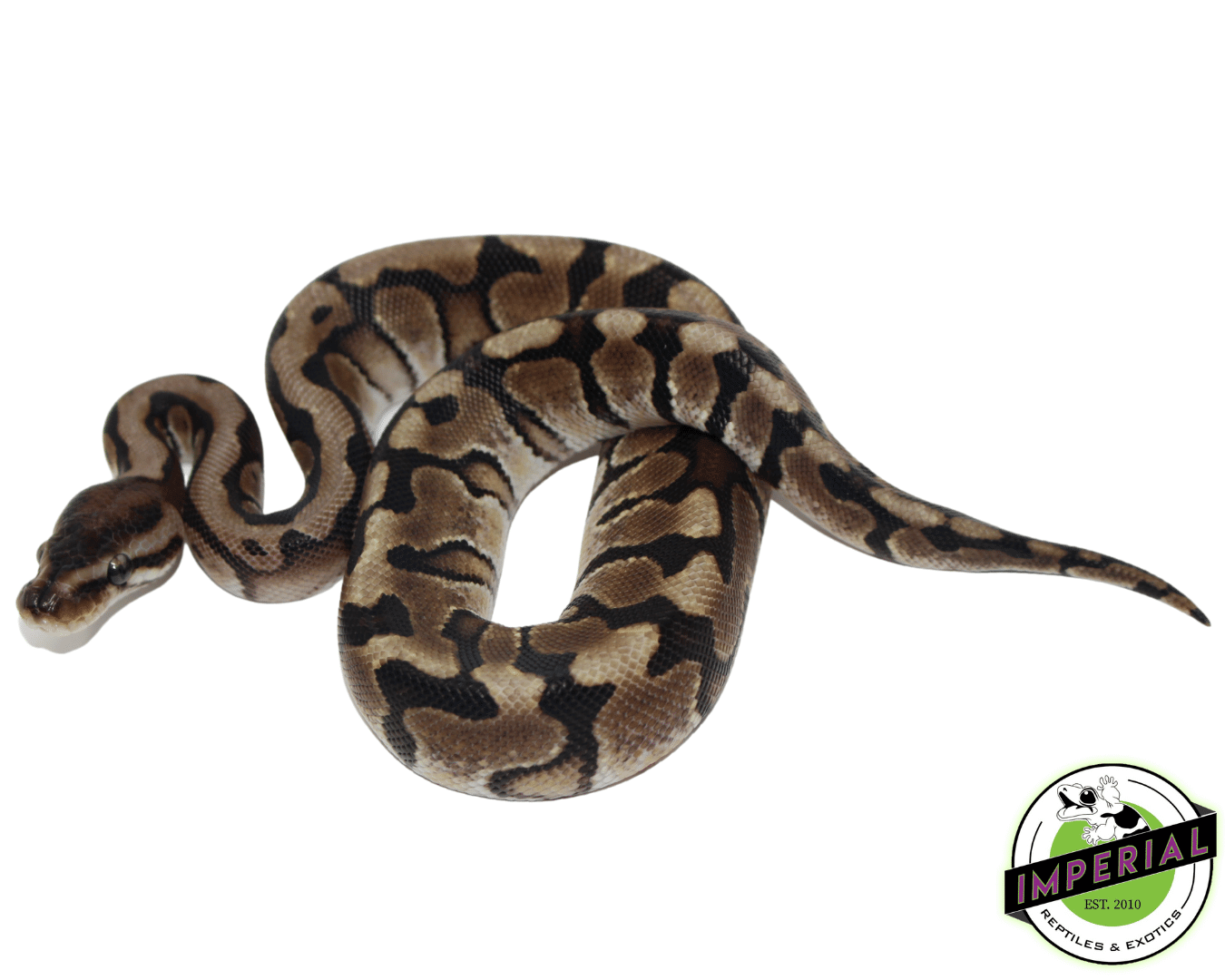 Hidden Gene Woma Ball Python - Image 2