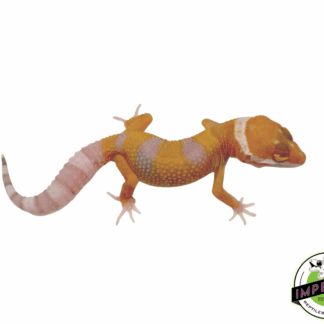 Hybino Leopard Gecko Baby