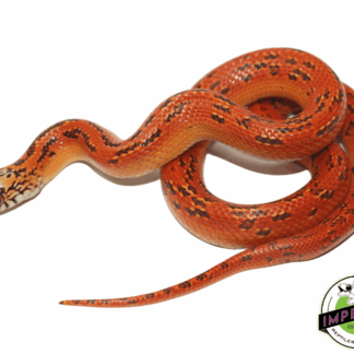 Hi-Red Hypo Florida Kingsnake