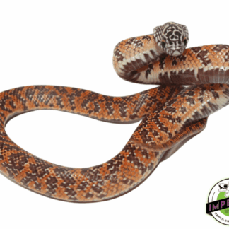 Hi-Red Mosaic Florida Kingsnake Baby
