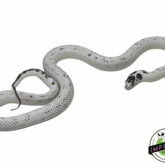 Extreme High White California Kingsnake