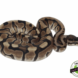 Hidden Gene Woma Ball Python