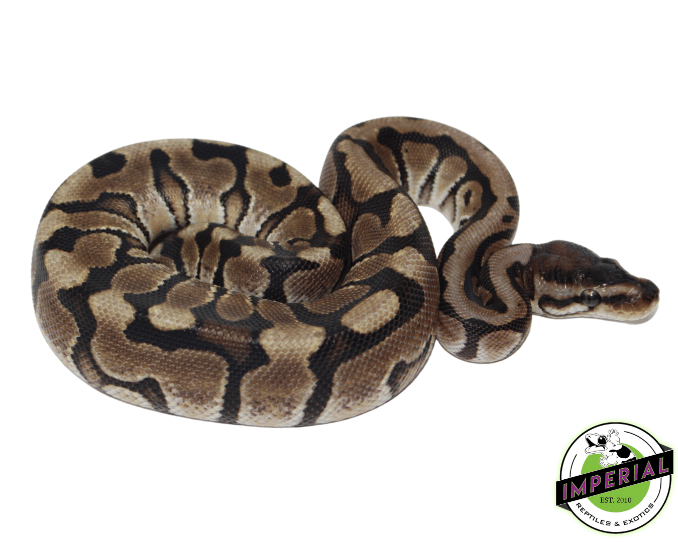 Hidden Gene Woma Ball Python