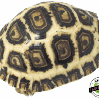 Hi-White Leopard Tortoise Baby