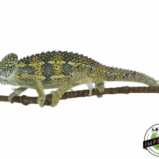 High-Casqued Chameleon