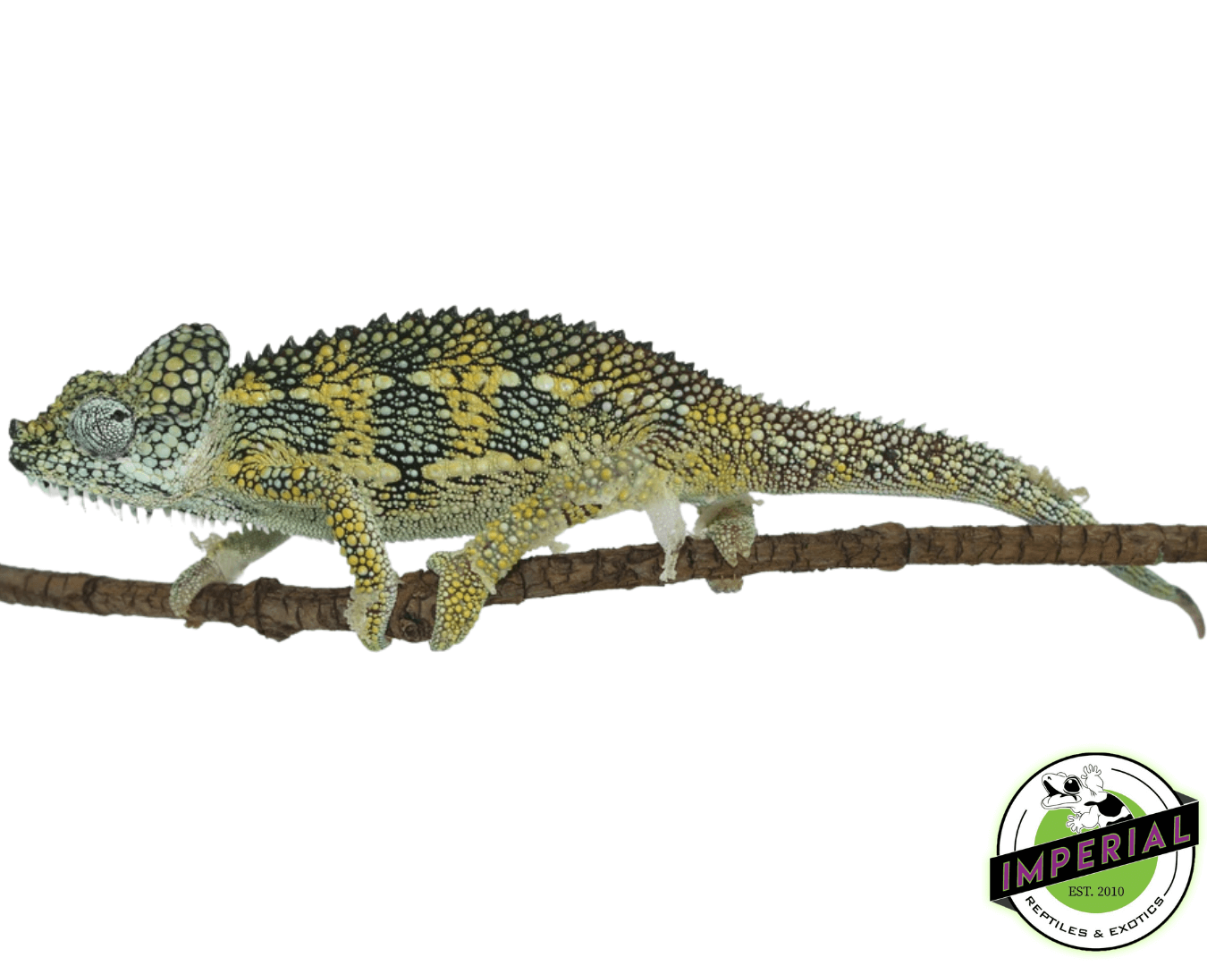 High-Casqued Chameleon