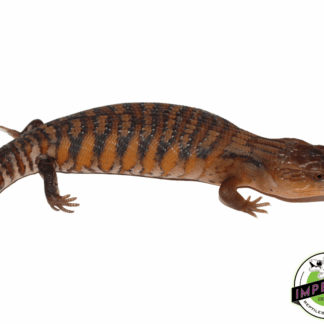 High Color Northern Blue Tongue Skink Baby