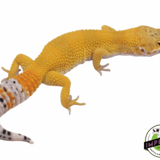 High Color Leopard Gecko Adult