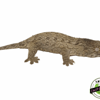 HCX Leachianus Gecko Baby