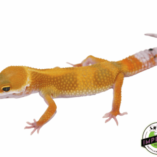 High Color Leopard Gecko Baby