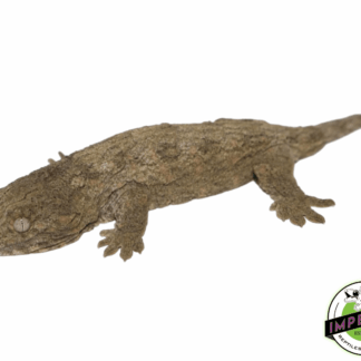 HC Nuu Ami Leachianus Gecko Baby