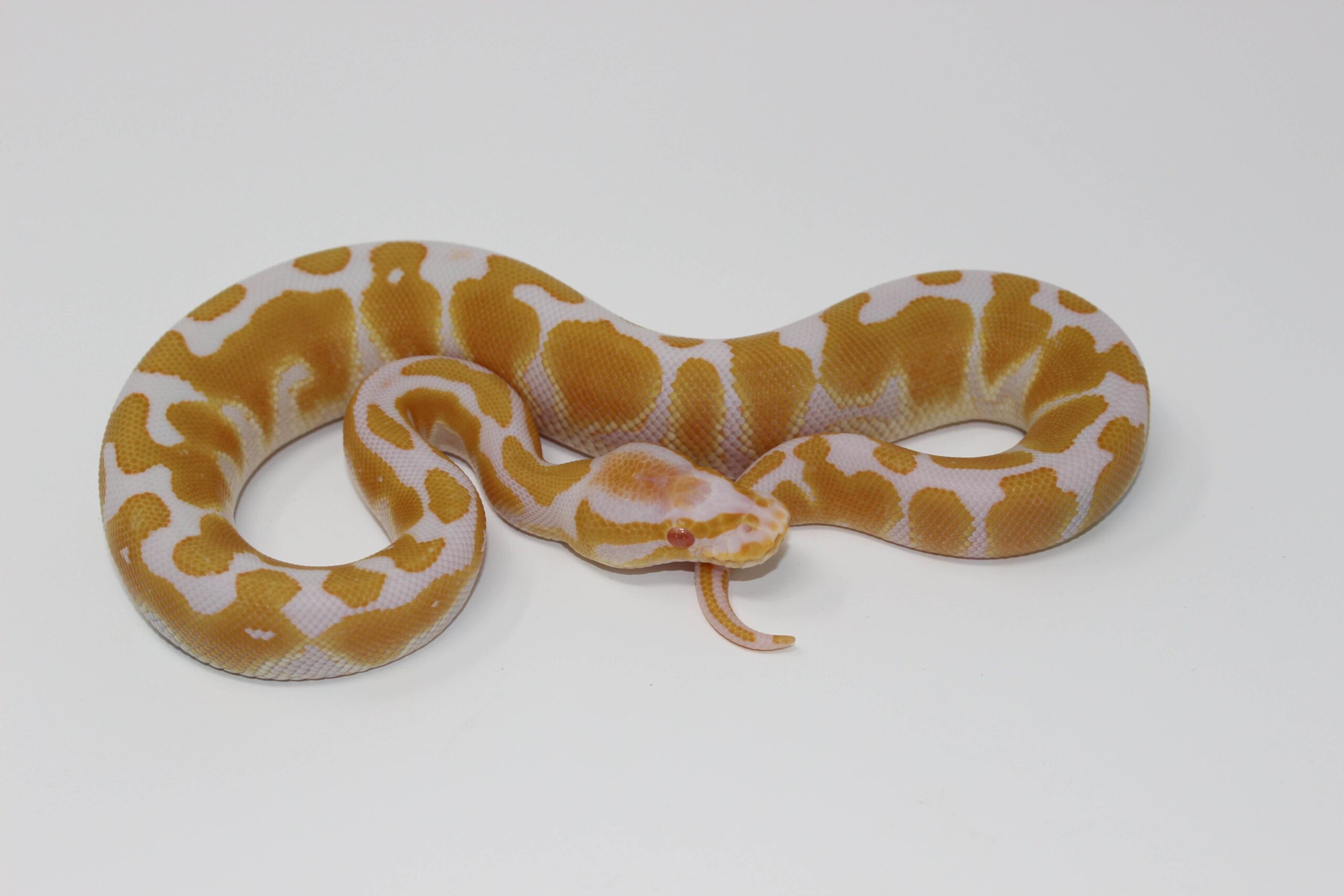 Albino Ball Python - Image 2