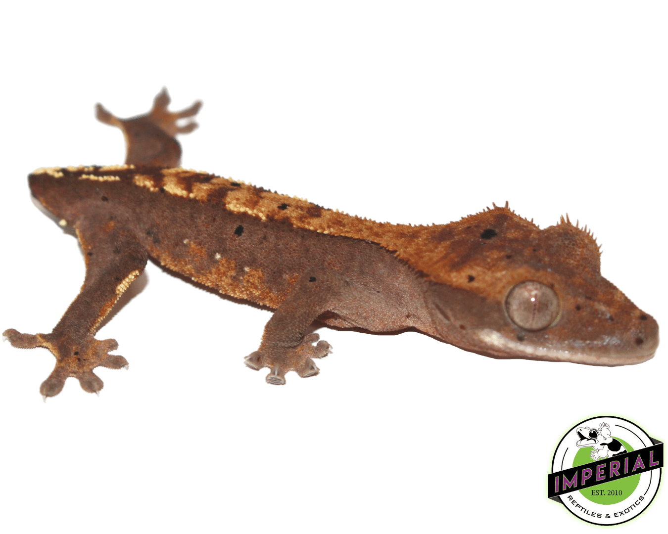 High End Crested Gecko Baby - Image 2