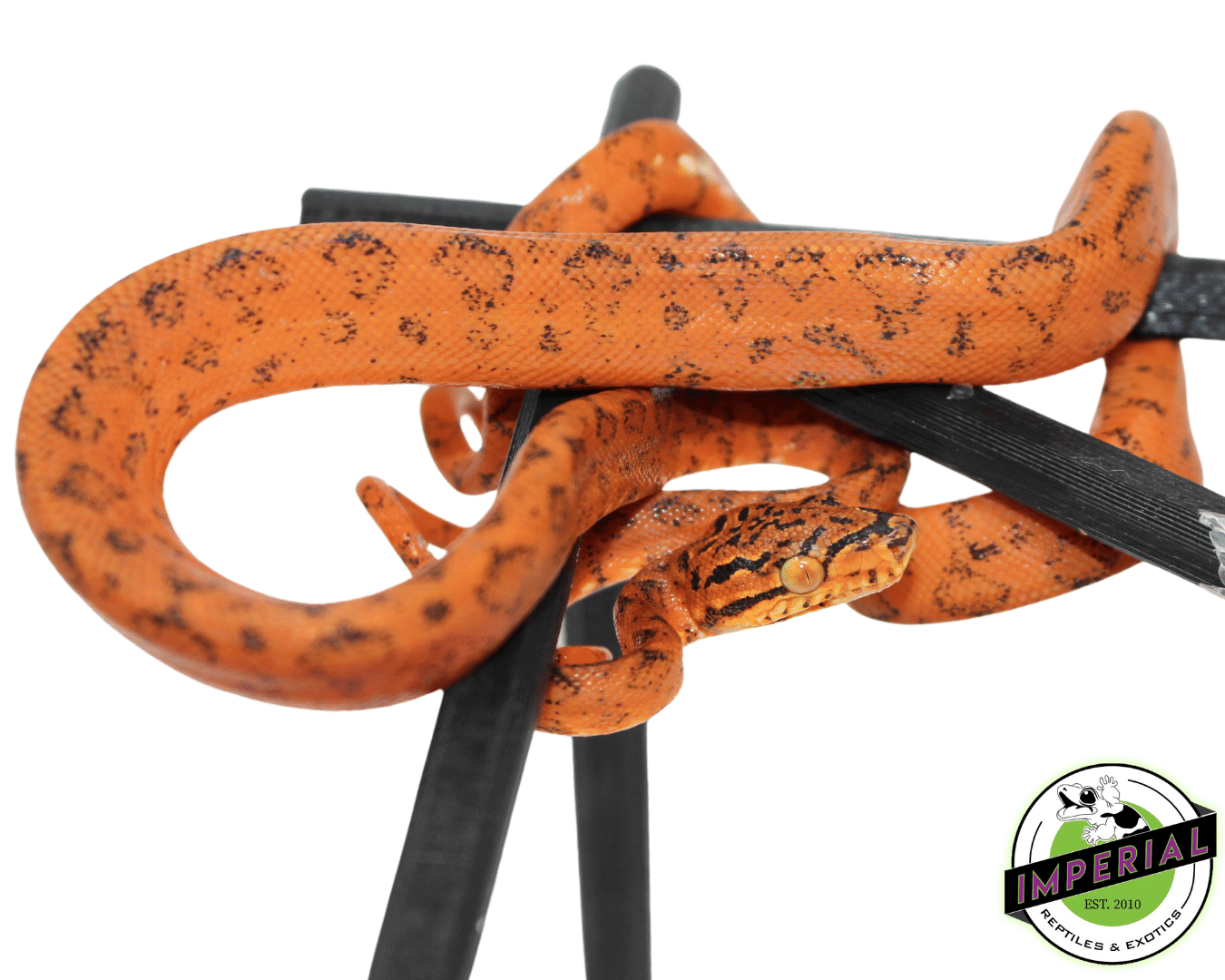 Orange Colored ATB - Image 2