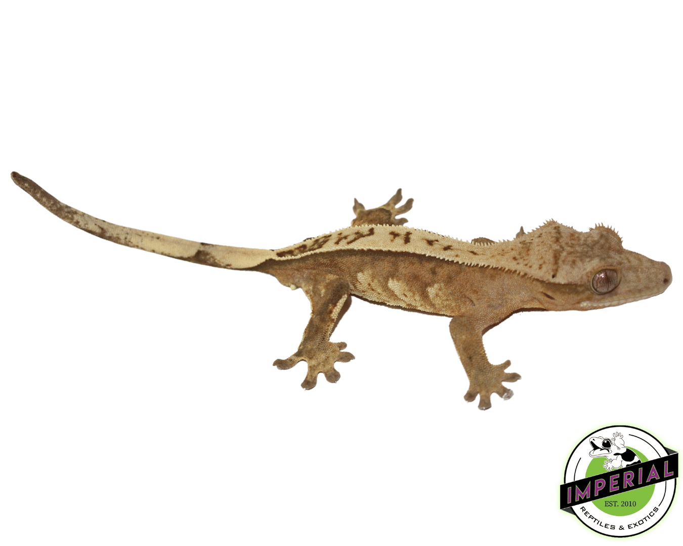 Premium Crested Gecko Adult Male - Image 2