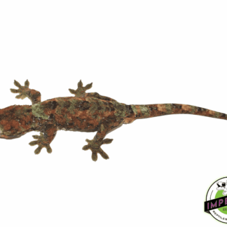 High Red Chahoua Gecko Adult Male