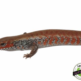 Fire Skink (High Red)