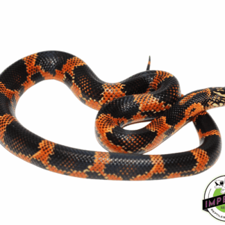 Hi Red Goins Kingsnake Baby