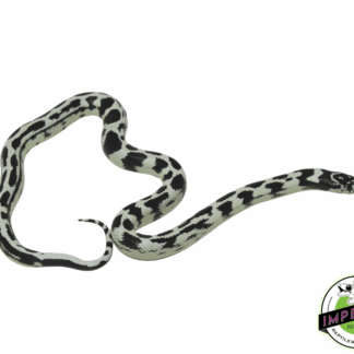 High White Aberrant Cal King Male