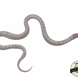 High White Aberrant Albino Cal King Female