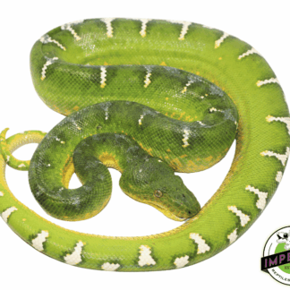 High White Emerald Tree Boa Adult Male (#31523-01)