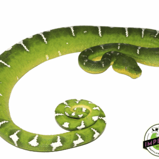 High White Emerald Tree Boa Adult Female (#31523-02)