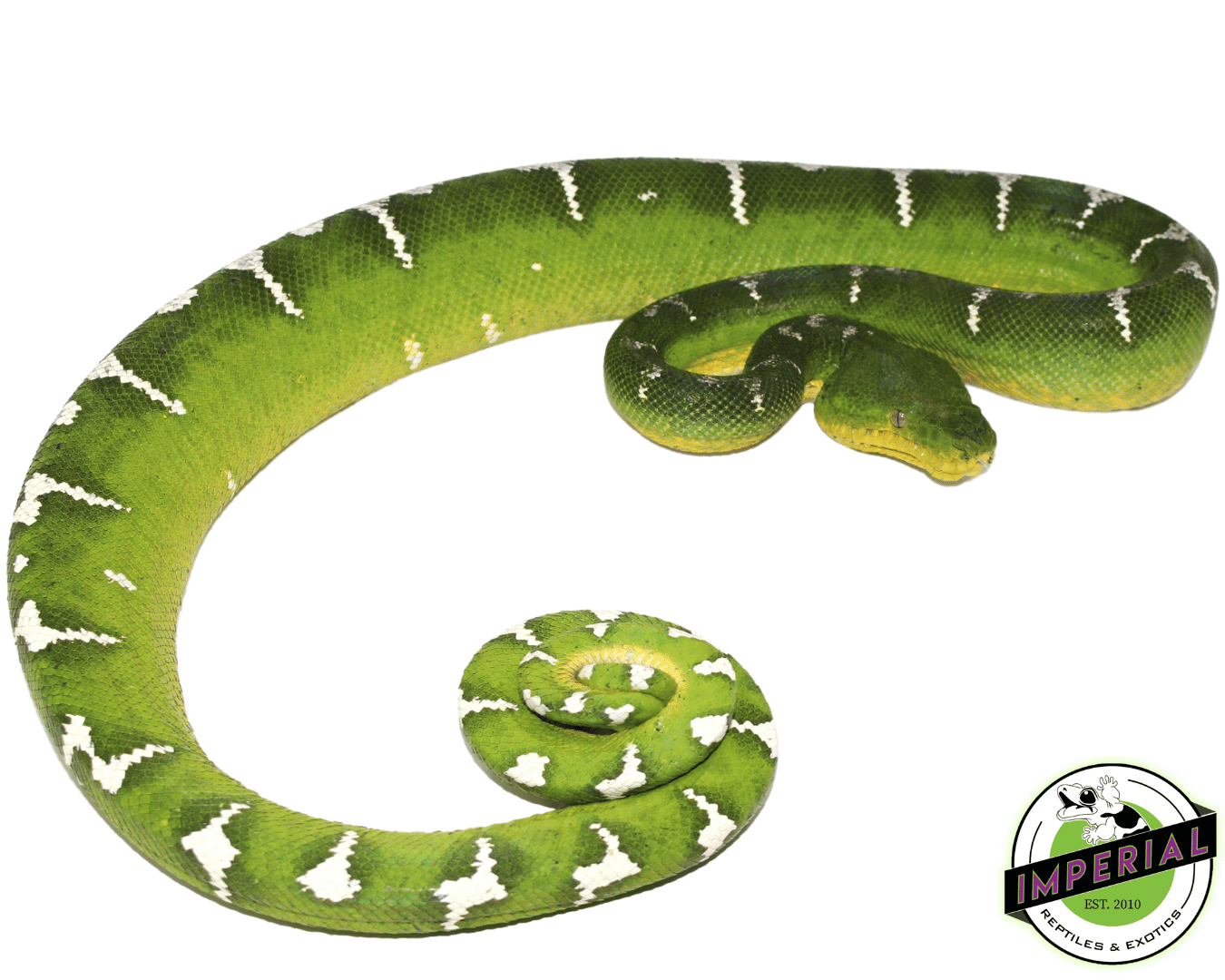 Your First Reptile: A Practical Guide