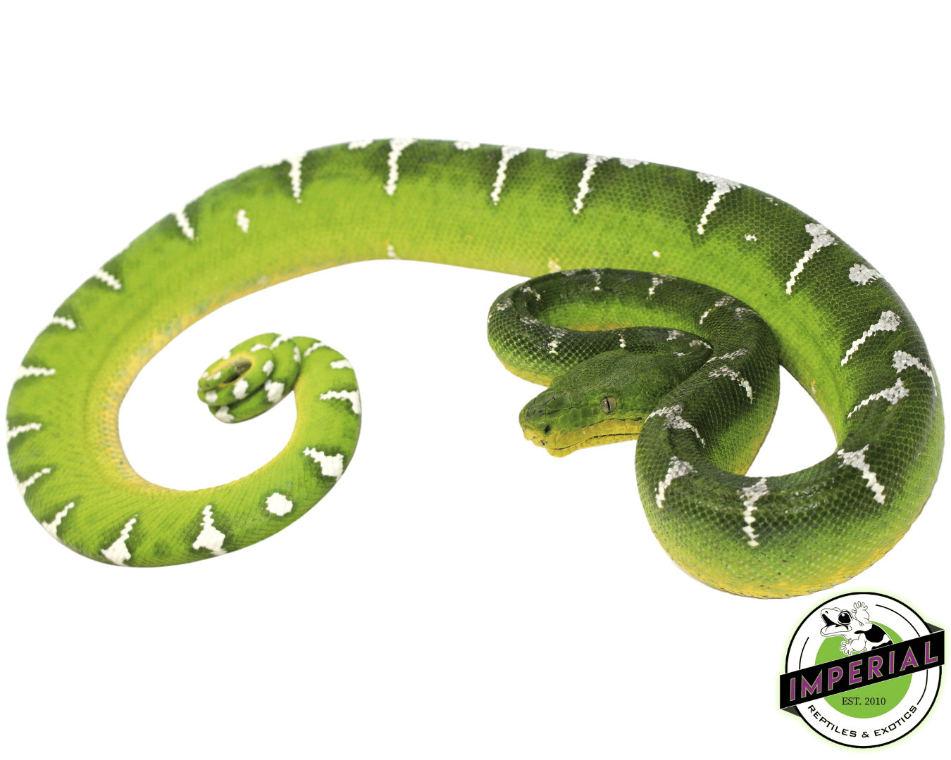 High White Emerald Tree Boa Adult Female (#31523-02) - Image 2