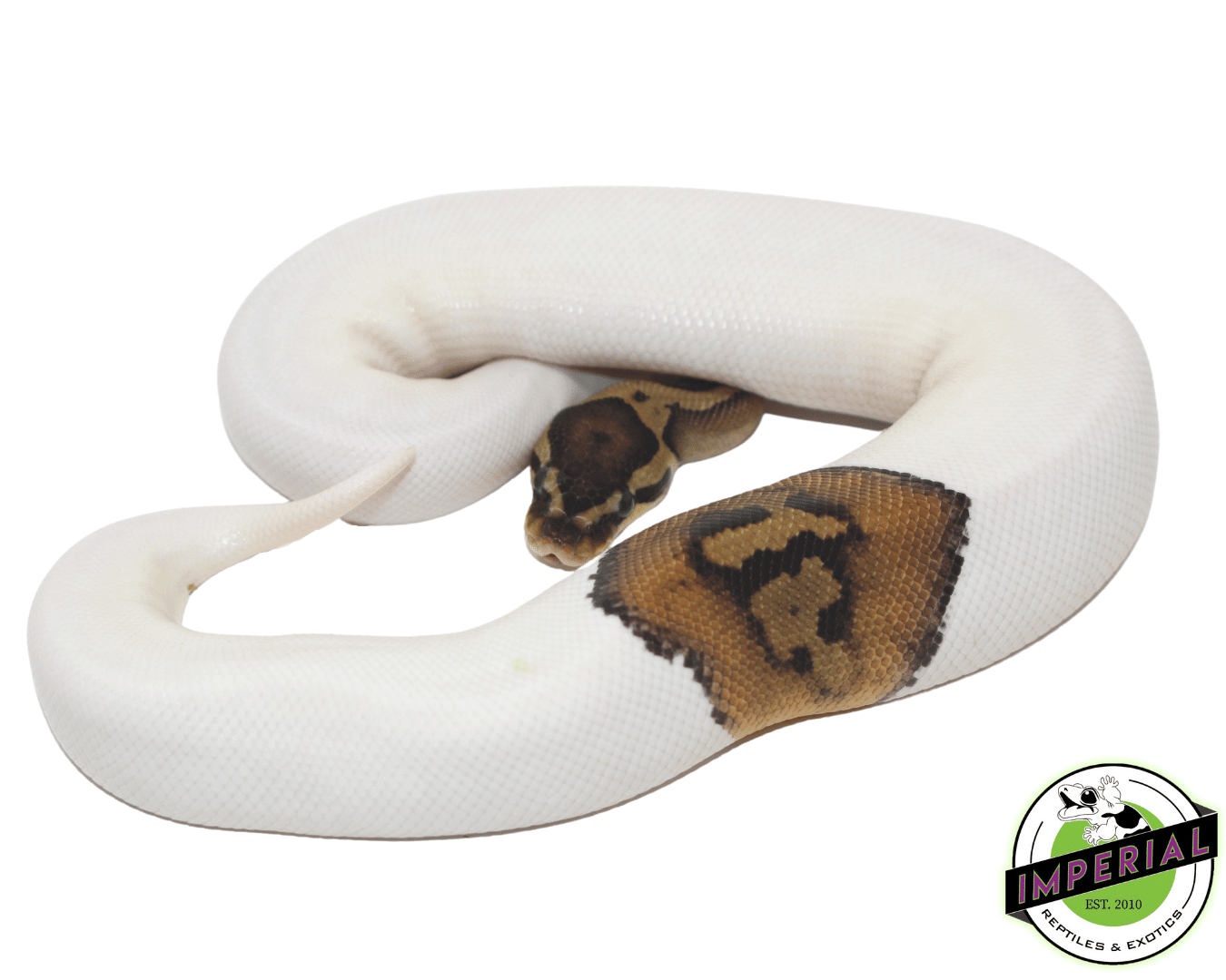 Pied Ball Python (High White) - Image 3