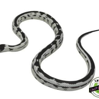 High White California Kingsnake