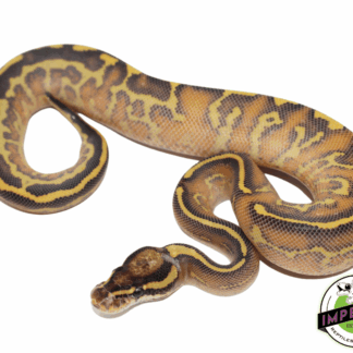 Highway Leopard Ball Python