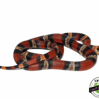 Honduran Milksnake Baby